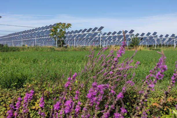 Solar panels in a Michigan renewable energy field surrounded by blooming wildflowers, promoting sustainability and biodiversity.